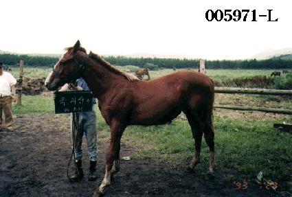 ���Ӹ� ����