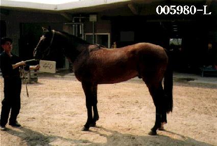 ��ǰ ����