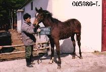 �Ͼᴫ ����