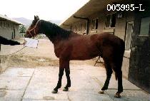 ���ī�� (GOLD CARD) ����