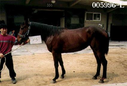 ���� ����