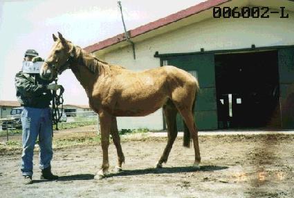 ���屳 ����