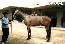 �뽺������ (NOSTALGIA) ����