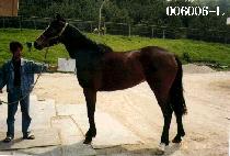 ������ (JIGUDAE) ����