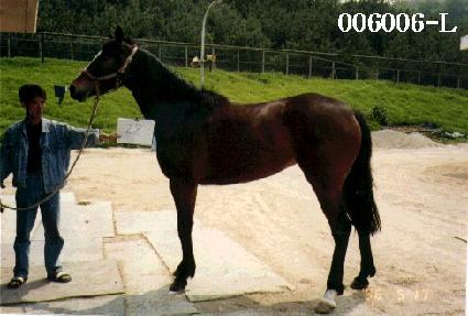 ������ ����