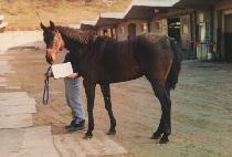 ȿ�� (HYOSAN) ����