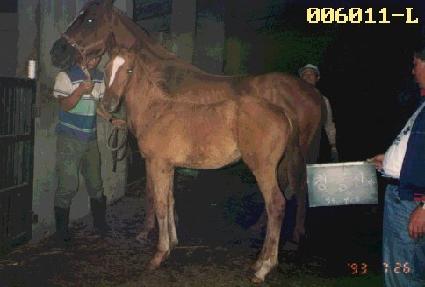 ��ɻ� ����