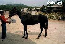 Ž�� (TAMRA) ����