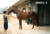 ��ǳ���� (MUPOONGJIDAE) ����