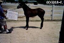 ����� (LEADRO) ����