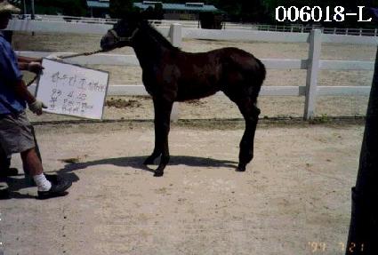 ����� ����