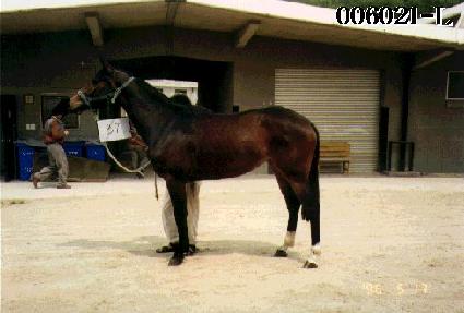 ���� ����