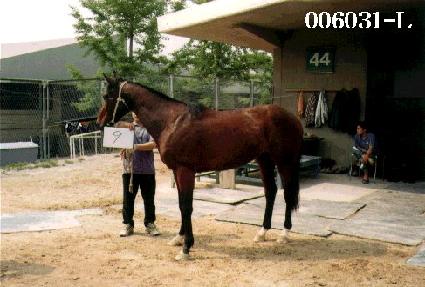 �Ƹ����� ����