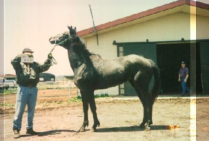 ����ȣ ����