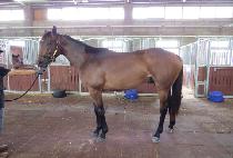 �ν� (ROSHE) ����