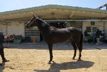 ��������� (JEONGSANG HERO) ����