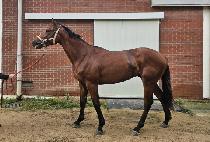 �溹��Ʈ���� (GYEONGBOK STREGA) ����