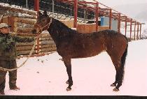 ���� (SINPO) ����