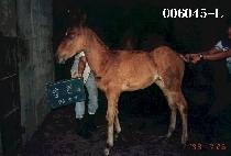 ������ ����