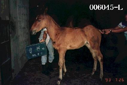 ������ ����