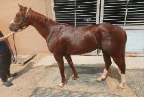 ���� (ONE GO) ����