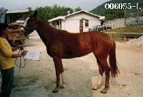 ȫ��� (HONGRYONGSA) ����