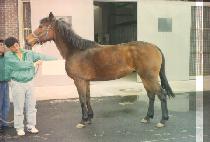 ����� ����