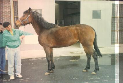 ����� ����