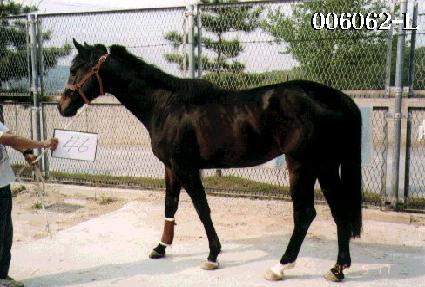 ������ ����