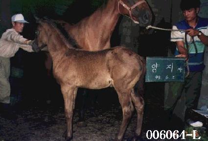 ���ָ� ����