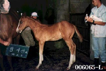 Ž�缱�ڸ� ����