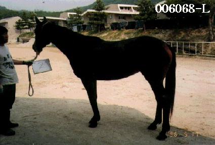 �ص����� ����