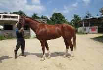 �Ļ罺��Ʈ (PASA SPURT) ����