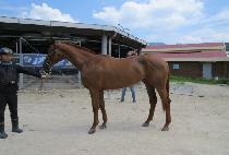 ������ (DAEHAN QUEEN) ����