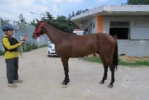 ������ (WHIZ WIN) ����