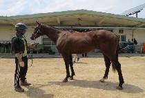 ��Ʈ�����̼� (WAR TRANSMISSION) ����