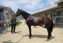 ���丮�轺 (VICTORY SOCKS) ����