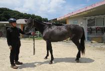 �׷��̰� (GRAY GO) ����