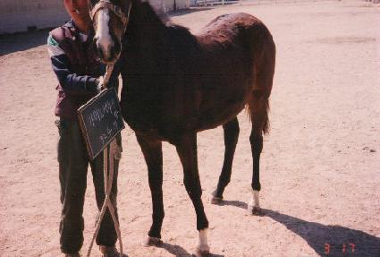 ���̳�¼����ڸ� ����