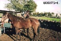 ��������� (SPEC O DANCER) ����