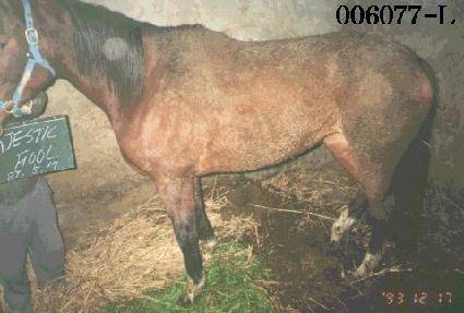 ������ƽǮ ����