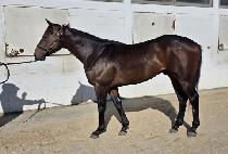 �ν�Ʈŷ�� (LOST KINGDOM) ����