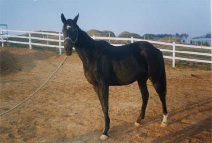 �Ҹ� ����