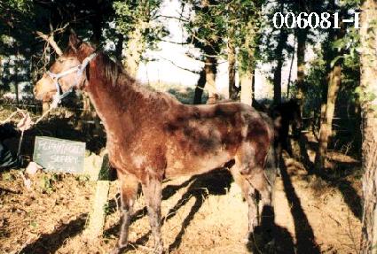 �������޸����ɸ� ����