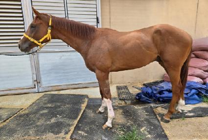 ����Ʈ������Ÿ ����