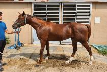 �ƶ�ġ�ƶ��� (ARACHIARACHO) ����