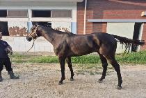 ��ī������ (SKY WIN WIN) ����