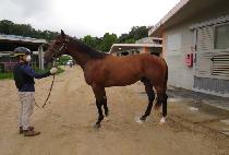 �����;Ʒ��� (MASTER ARENA) ����