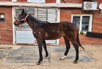 �糪ũ��� (LUNA CROWN) ����