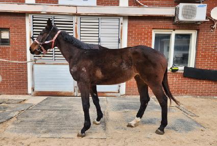 �糪ũ��� ����